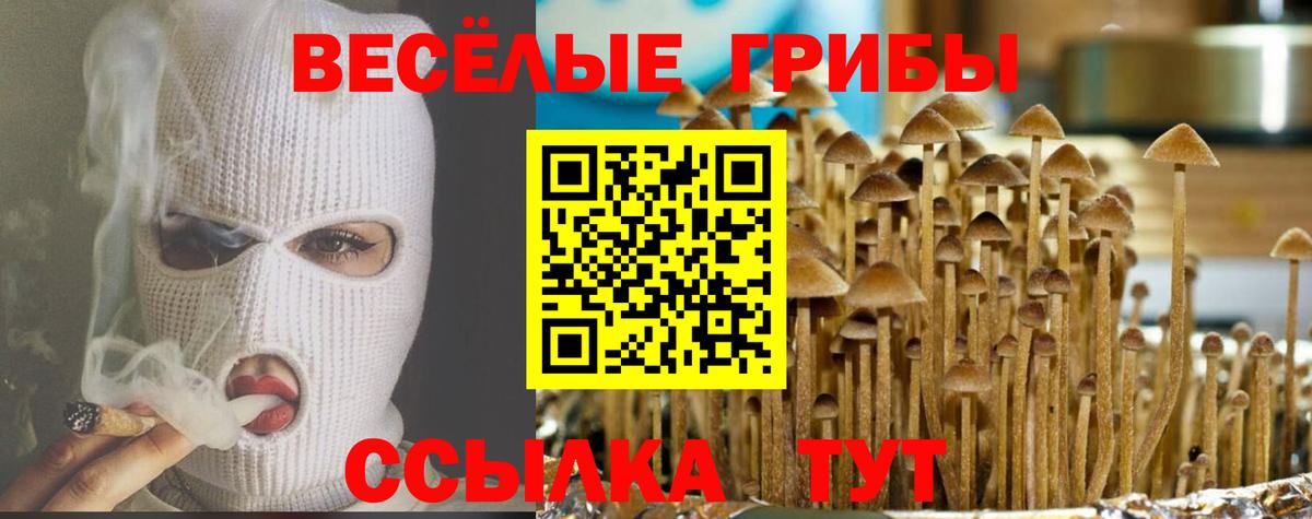 Псилоцибиновые грибы Psilocybe Кудымкар